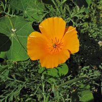 Pavot de Californie (Eschscholzia californica) bio semences