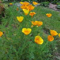 Pavot de Californie (Eschscholzia californica) bio semences