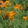 Pavot de Californie (Eschscholzia californica) bio semences