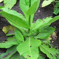 Tabac sylvestre (Nicotiana sylvestris) bio semences
