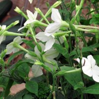 Tabac sylvestre (Nicotiana sylvestris) bio semences