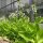 Tabac sylvestre (Nicotiana sylvestris) bio semences