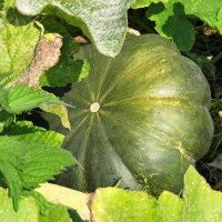 Courge musquée de Provence (Cucurbita moschata) Bio semences