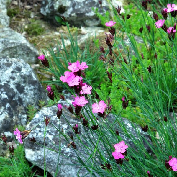 Œillet des chartreux (Dianthus carthusianorum) bio semences