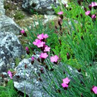 Œillet des chartreux (Dianthus carthusianorum) bio...