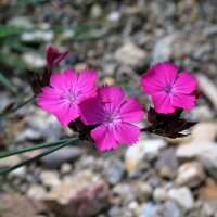 Œillet des chartreux (Dianthus carthusianorum) bio...