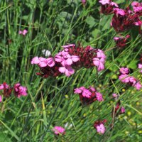 Œillet des chartreux (Dianthus carthusianorum) bio semences