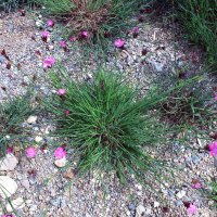 Œillet des chartreux (Dianthus carthusianorum) bio semences