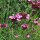 Œillet des chartreux (Dianthus carthusianorum) bio semences