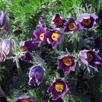 Anémone pulsatille/ coquerelle (Pulsatilla...