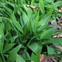 Ail des ours (Allium ursinum) bio semences