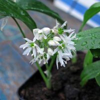 Ail des ours (Allium ursinum) bio semences