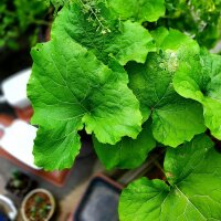 Bardane comestible (Arctium lappa var. sativa) semences