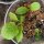 Bardane comestible (Arctium lappa var. sativa) semences
