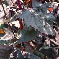 Arroche des jardins rouge (Atriplex hortensis) semences