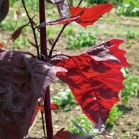 Arroche des jardins rouge (Atriplex hortensis) semences