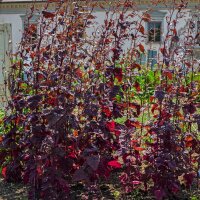 Arroche des jardins rouge (Atriplex hortensis) semences