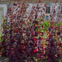 Arroche des jardins rouge (Atriplex hortensis) semences