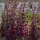 Arroche des jardins rouge (Atriplex hortensis) semences