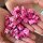 Betterave Tonda di Chioggia (Beta vulgaris) bio semences