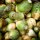 Rutabaga Gelbe aus Friesland (Brassica napus subsp. rapifera) bio semences