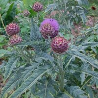 Cardon (Cynara cardunculus) bio semences