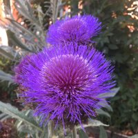 Cardon (Cynara cardunculus) bio semences