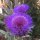 Cardon (Cynara cardunculus) bio semences