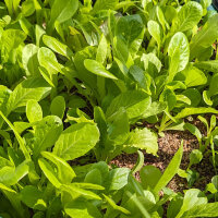 Misticanza - mélange de laitues (Lactuca sativa et...