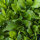 Misticanza - mélange de laitues (Lactuca sativa et autres) Graines biologiques