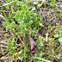 Lentille cultivée (Lens culinaris) biologiques