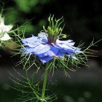 Cheveux de Vénus (Nigella damascena) bio semences