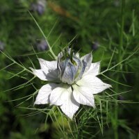 Cheveux de Vénus (Nigella damascena) bio semences