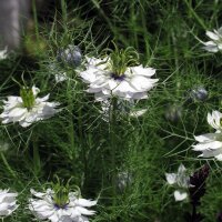 Cheveux de Vénus (Nigella damascena) bio semences
