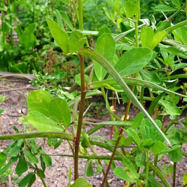 Trigonelle fenugrec (Trigonella foenum-graecum) bio semences