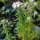 Menthe des montagnes (Pycnanthemum pilosum) bio semences