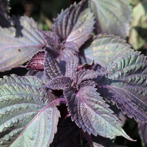 Shiso rouge (Perilla frutescens var. purpurascens) graines