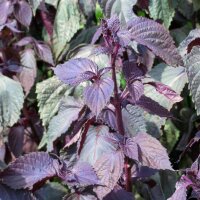 Shiso rouge (Perilla frutescens var. purpurascens) graines