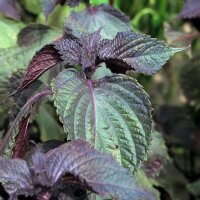 Shiso rouge (Perilla frutescens var. purpurascens) graines