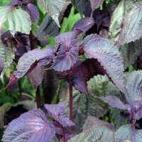 Shiso rouge (Perilla frutescens var. purpurascens) graines