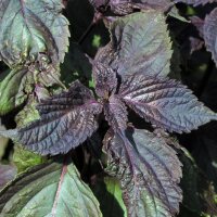 Shiso rouge (Perilla frutescens var. purpurascens) graines