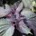 Shiso rouge (Perilla frutescens var. purpurascens) graines