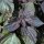 Shiso rouge (Perilla frutescens var. purpurascens) graines