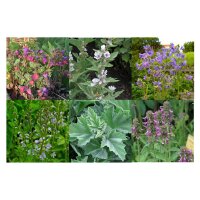 Beautés florales à cultiver à lombre (bio) – Kit de semences