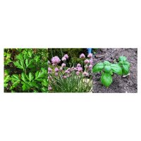Herbes de cuisine pour les rebords de fenêtre (Bio) – Set de semences