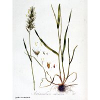 Flouve odorante (Anthoxanthum odoratum) bio semences