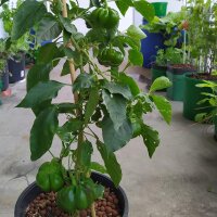 Poivron doux Topepo Rosso (Capsicum annuum) graines