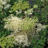 Reine-des-prés (Filipendula ulmaria) bio semences