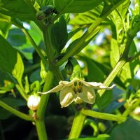Piment Jalapeño (Capsicum anuum) bio semences