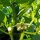 Piment Jalapeño (Capsicum anuum) bio